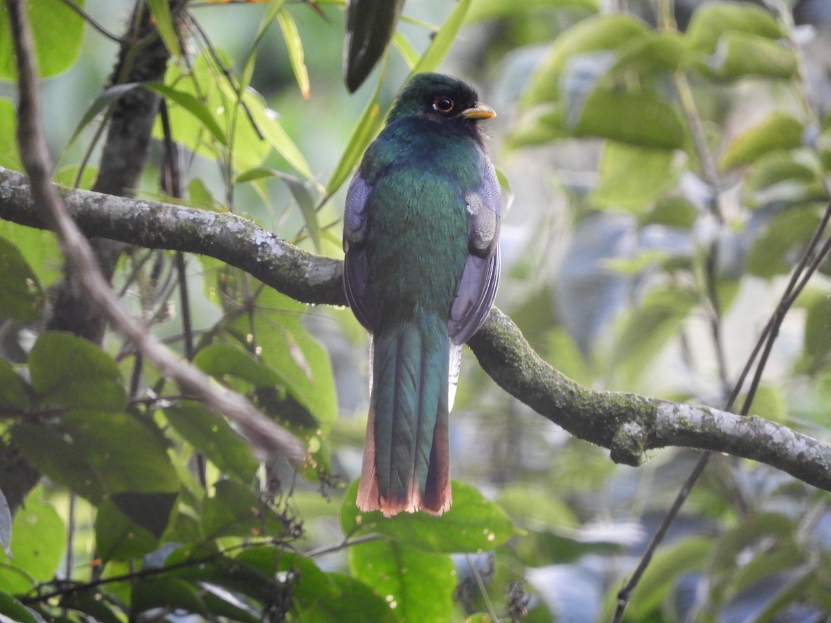 Trogon, unbestimmt - ML197260491