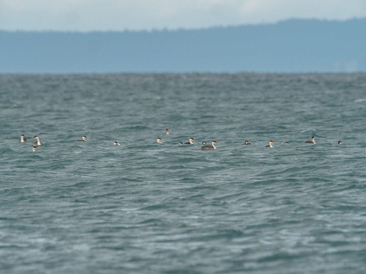 Western Grebe - ML197261451