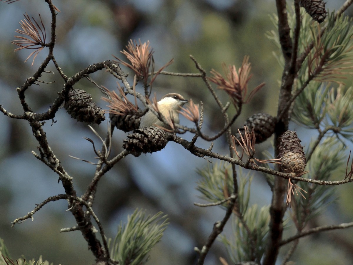 Brown-headed Nuthatch - ML197262351