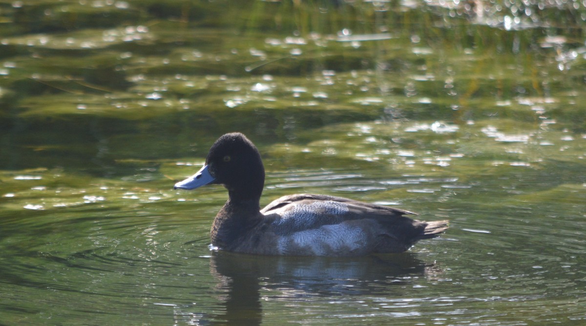 Lesser Scaup - ML197263441