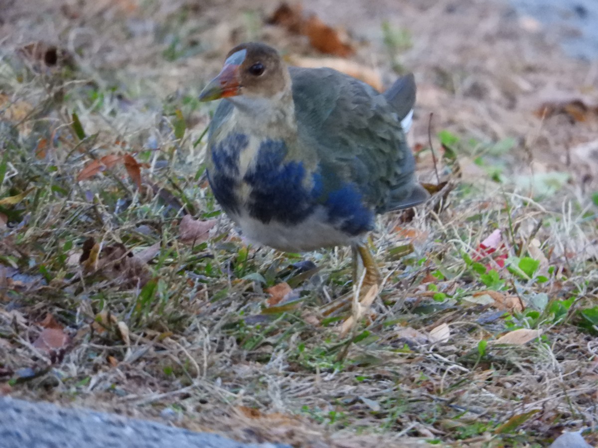 Purple Gallinule - ML197263521