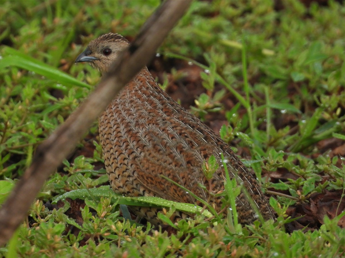 Brown Quail - ML197264331