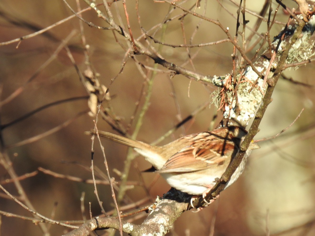 White-throated Sparrow - danny dobbs
