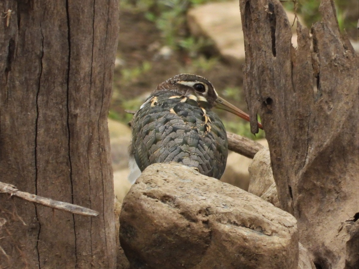 Australian Painted-Snipe - ML197264921