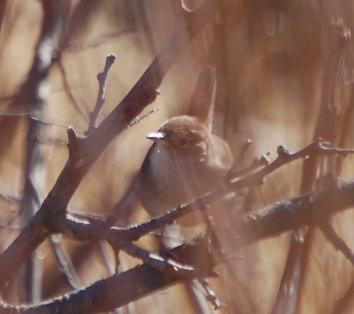Northern House Wren - ML197264961