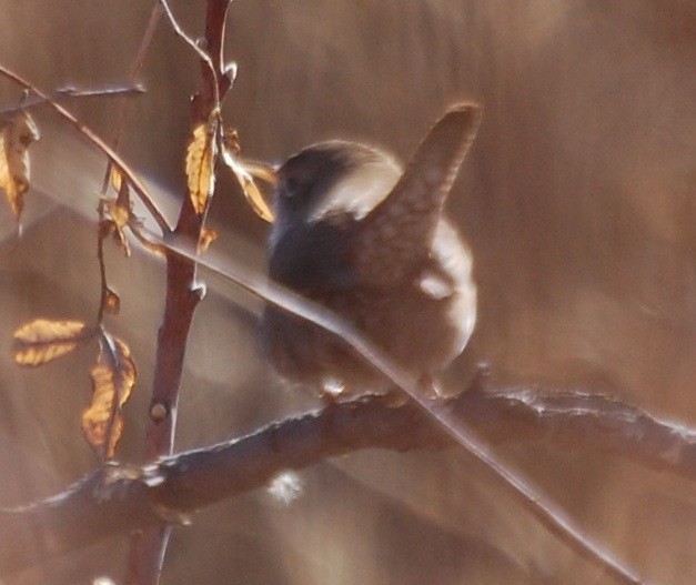 Northern House Wren - ML197264971