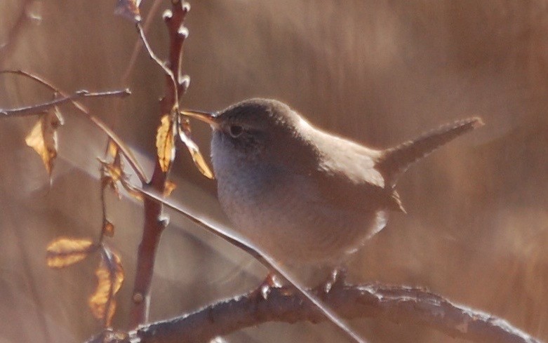 Northern House Wren - ML197264981