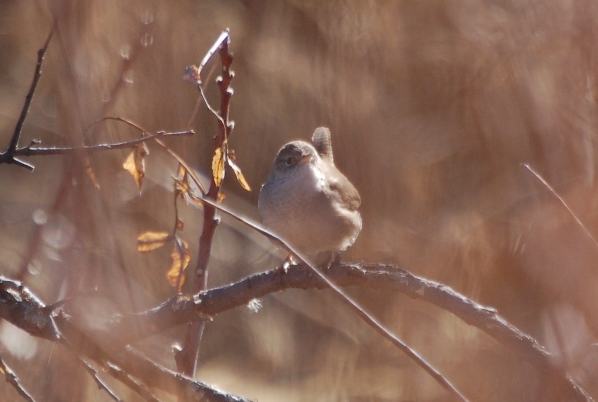 Northern House Wren - ML197264991