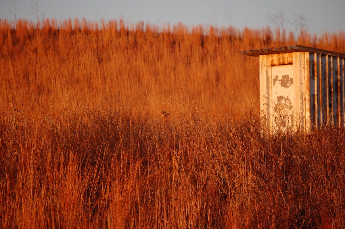 Spotted Towhee - ML197265141