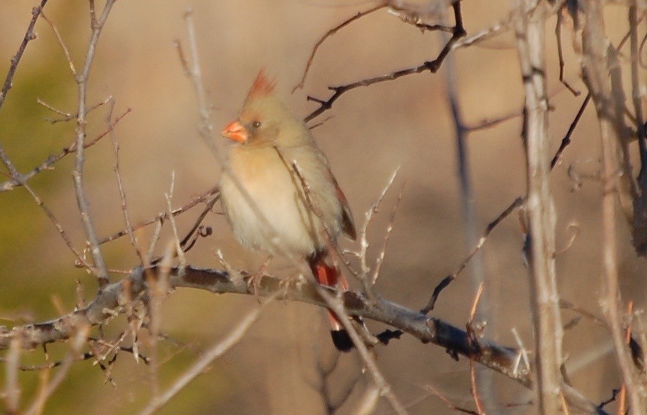 קרדינל צפוני - ML197265301