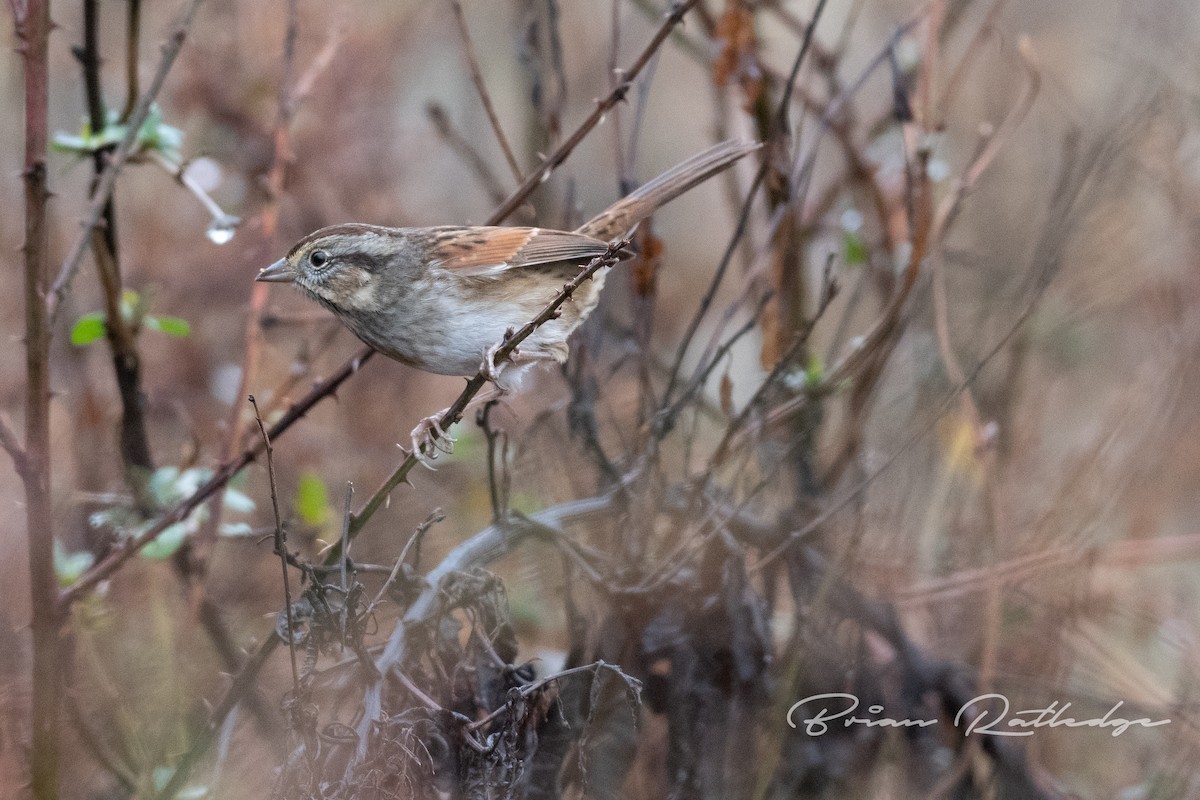 Swamp Sparrow - ML197267621