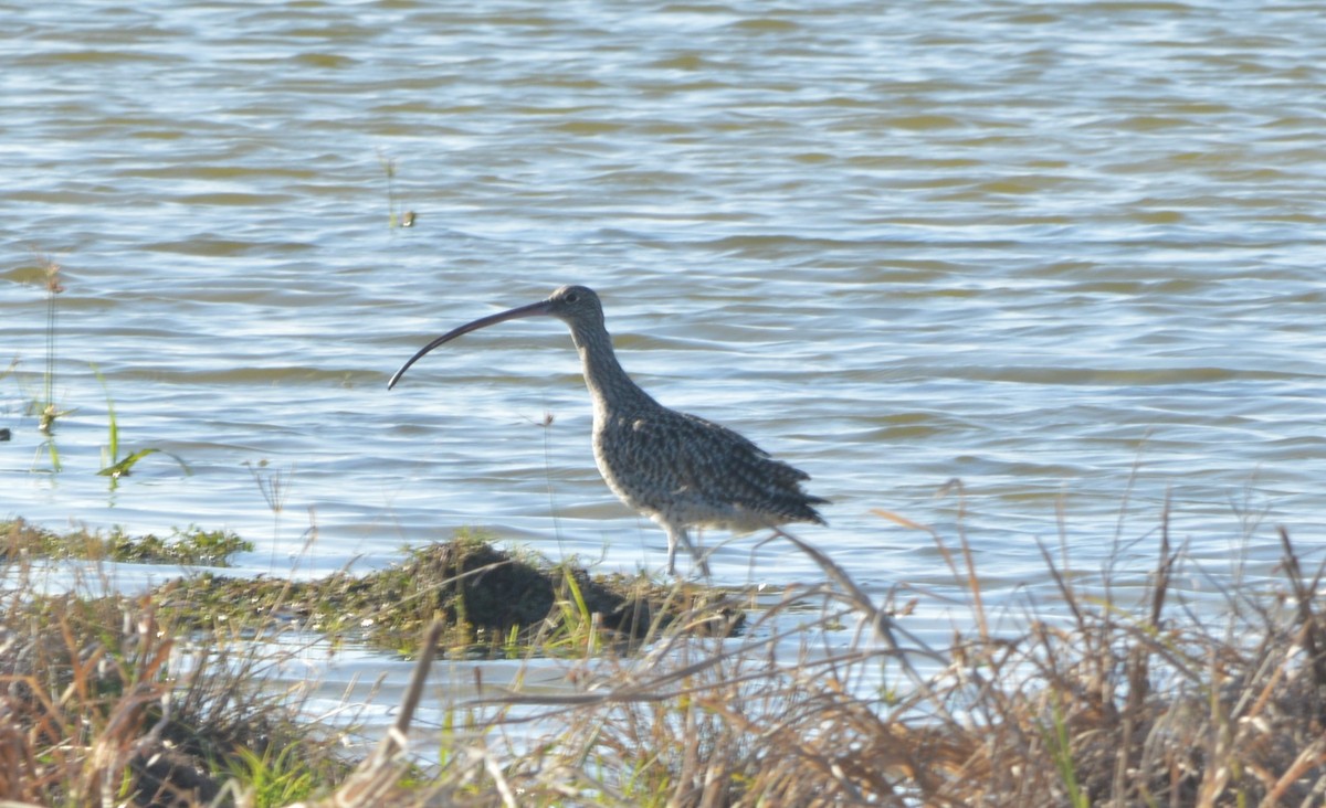 Far Eastern Curlew - ML197269801