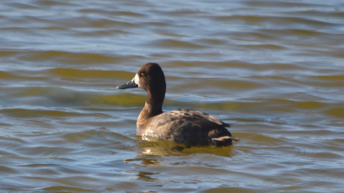Lesser Scaup - ML197270031