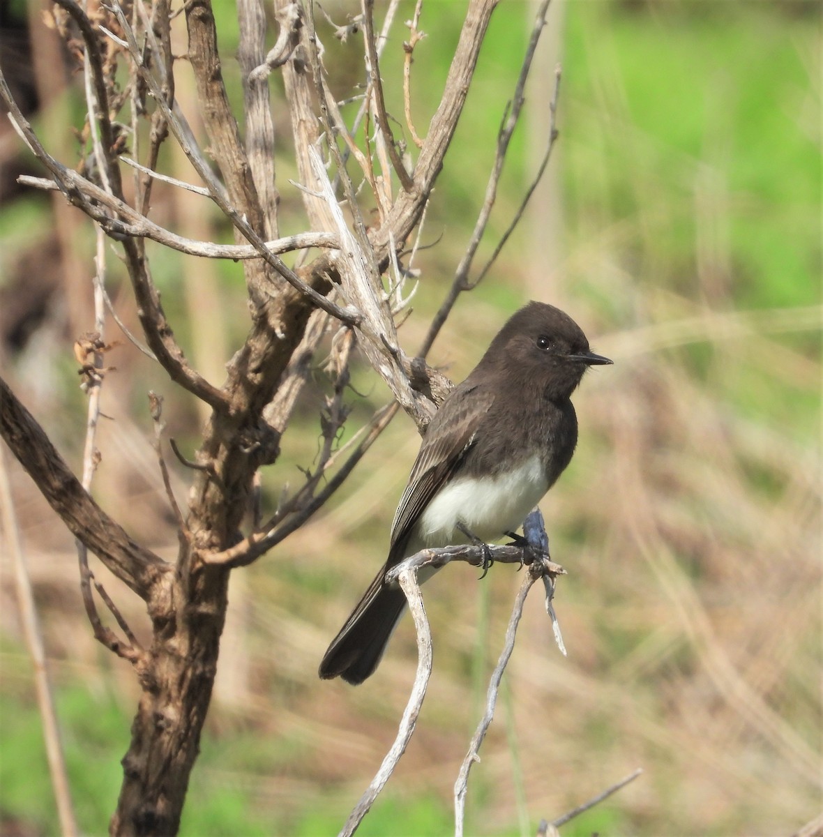 Black Phoebe - ML197270101