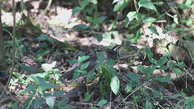 Pheasant Cuckoo - ML197270251