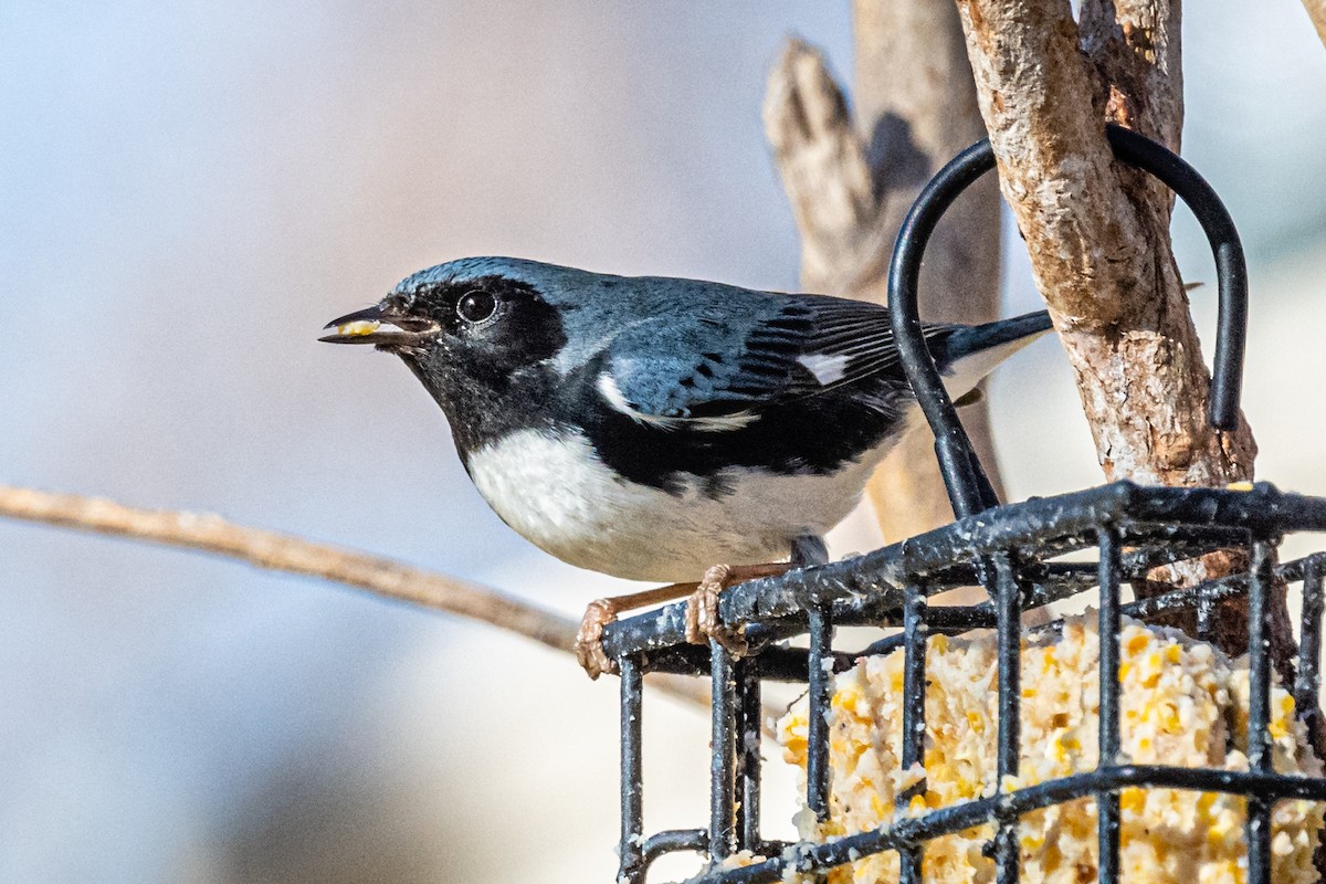 Black-throated Blue Warbler - ML197270801