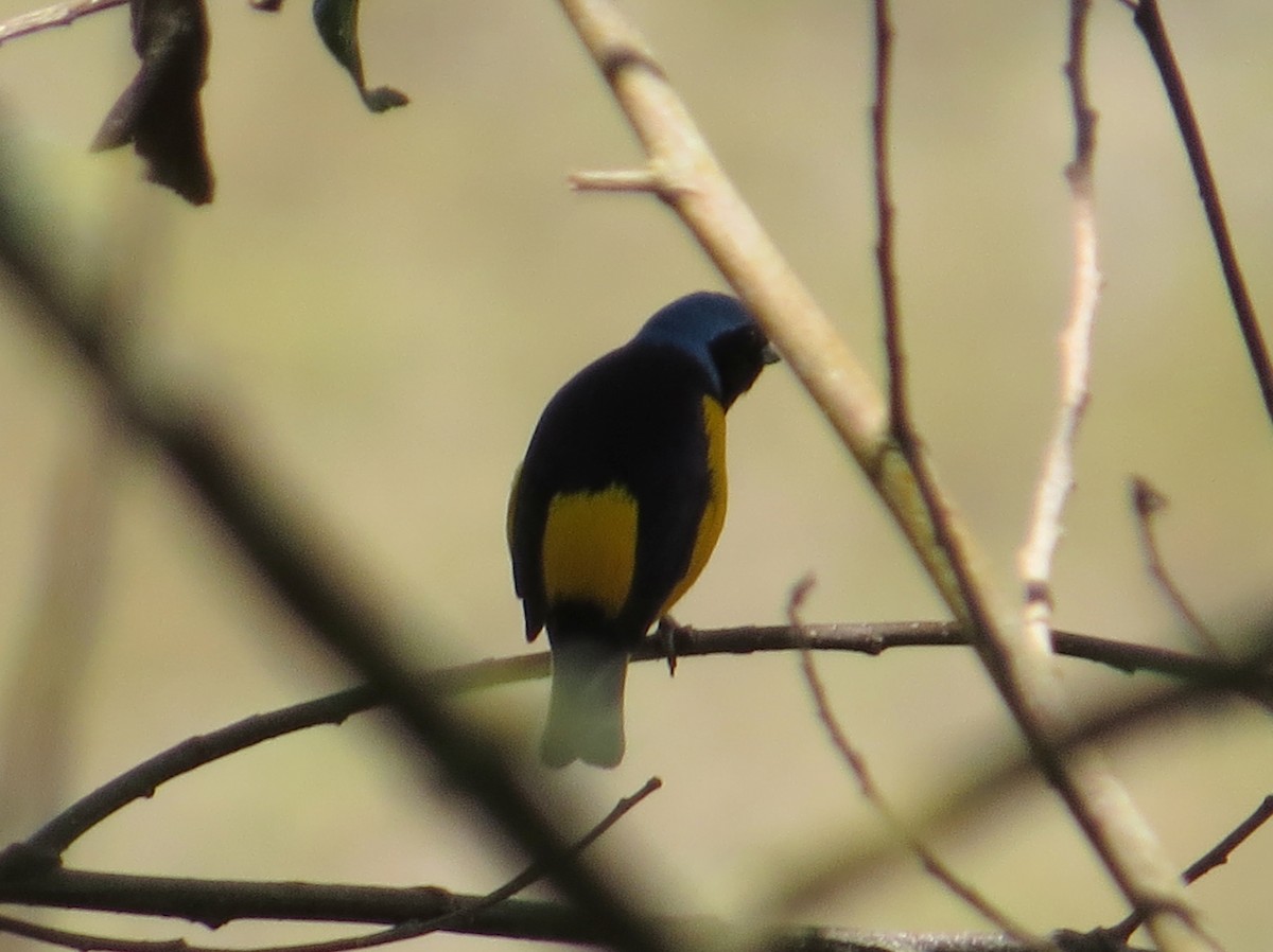 Golden-rumped Euphonia - Ann Truesdale