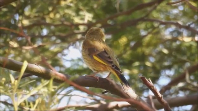 European Greenfinch - ML197276471