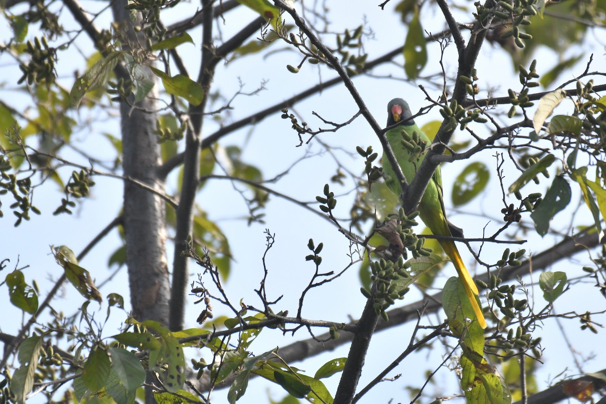 Slaty-headed Parakeet - ML197280461