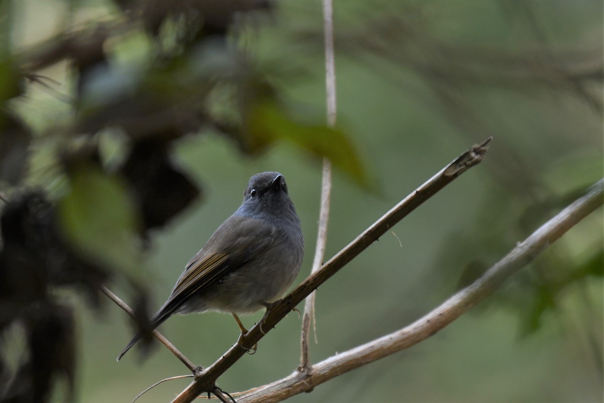 Rufous-gorgeted Flycatcher - ML197280681