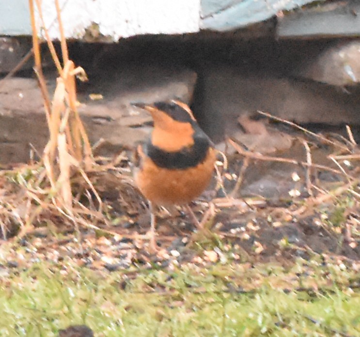 Varied Thrush - Kevin McGann