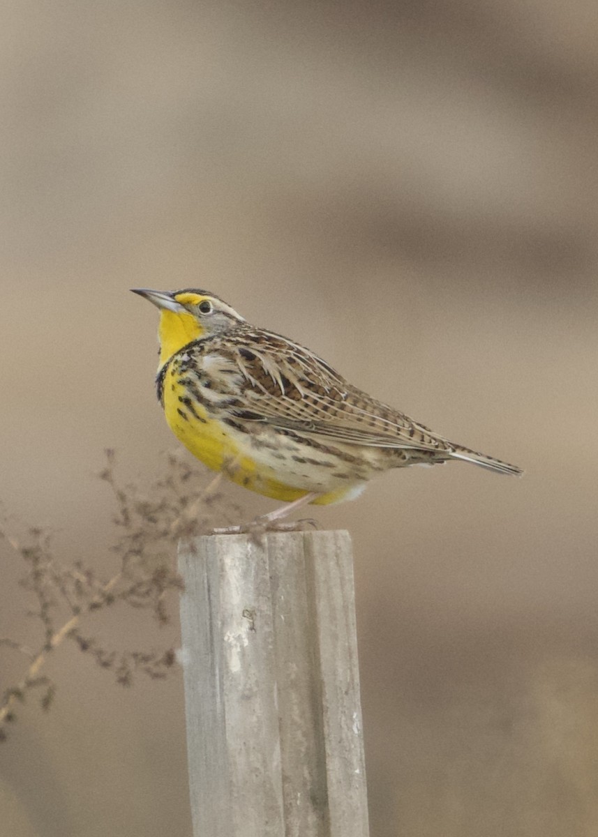 Western Meadowlark - ML197284531