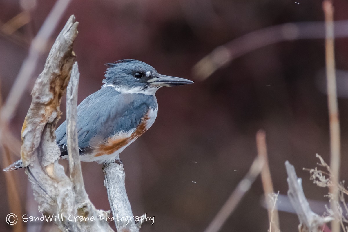 Belted Kingfisher - Will Sebern