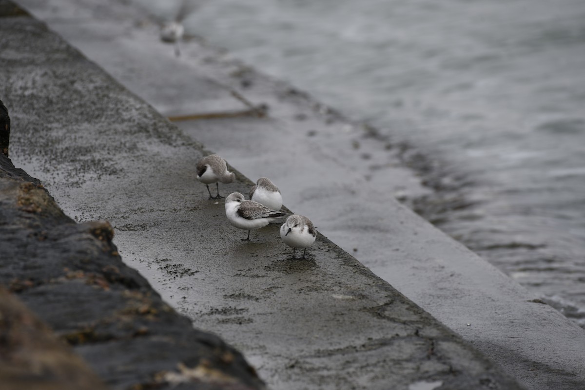 Bécasseau sanderling - ML197285961