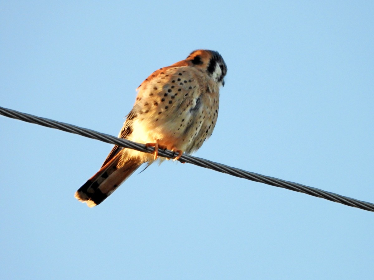 American Kestrel - Michael Musumeche