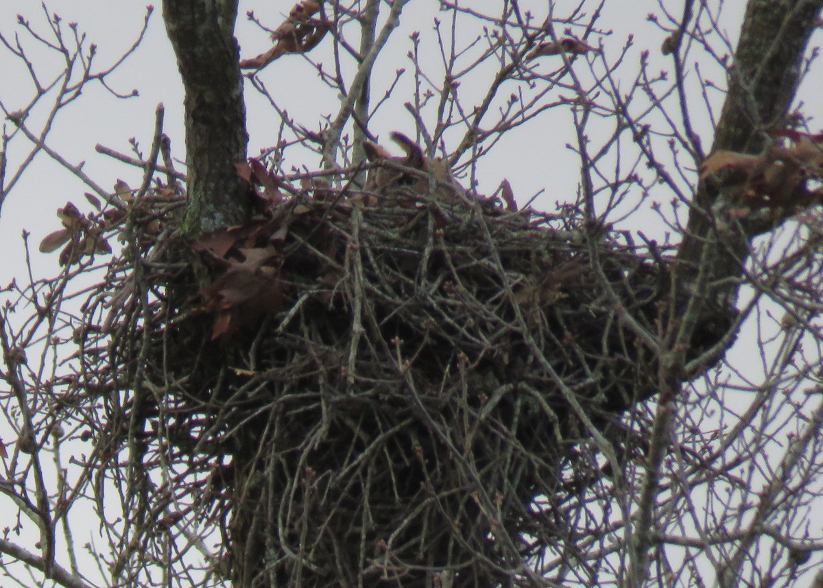 Great Horned Owl - ML197287921
