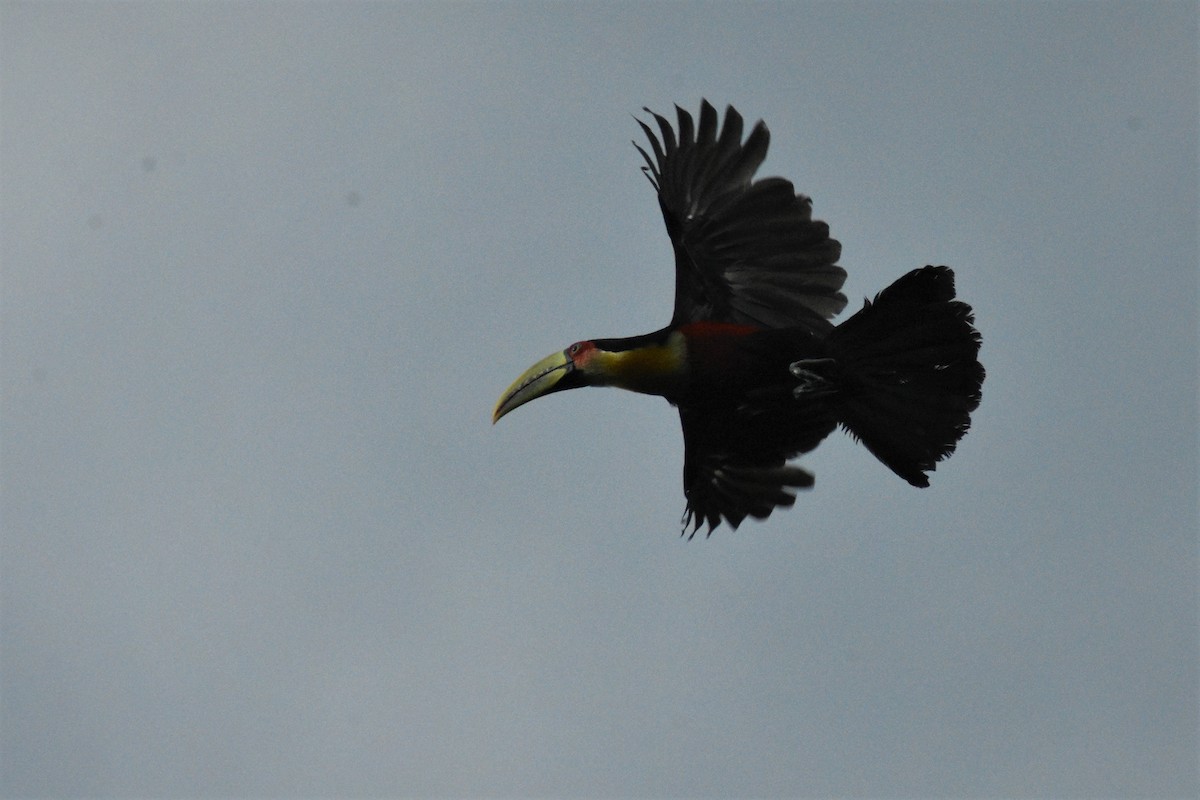 Red-breasted Toucan - ML197288891