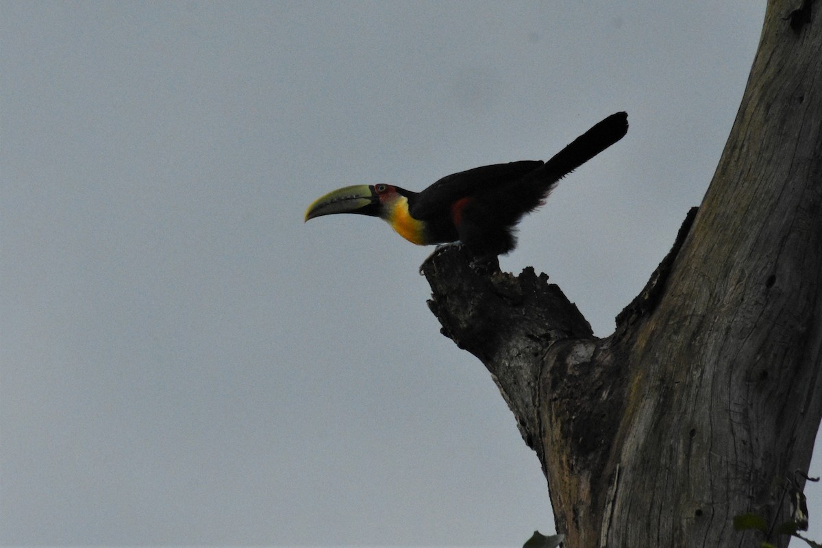 Red-breasted Toucan - ML197288931