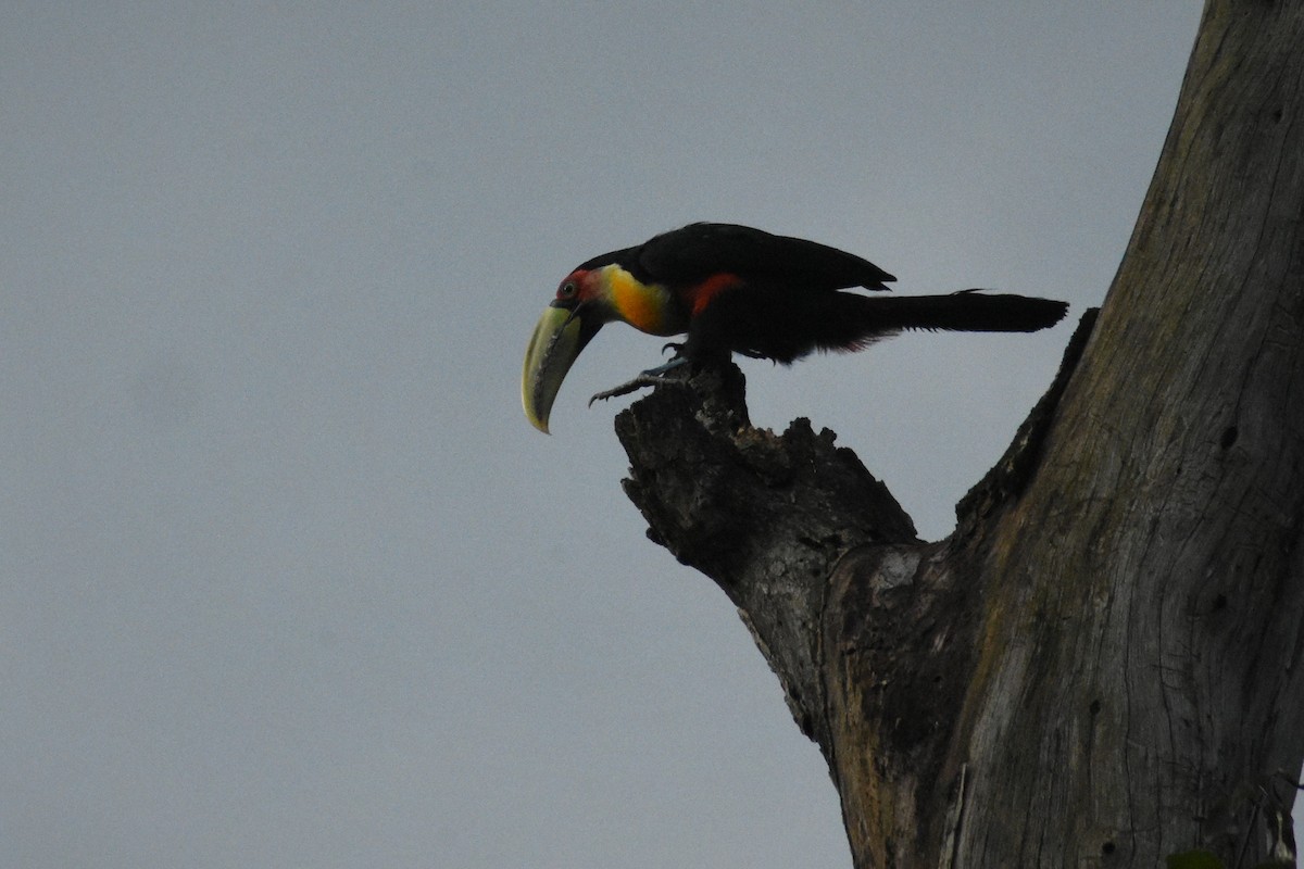 Red-breasted Toucan - ML197288941
