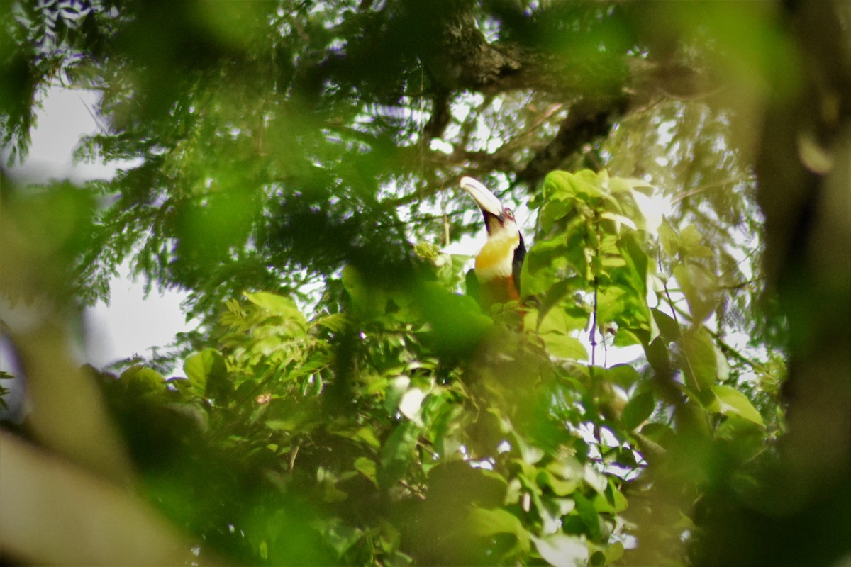 Red-breasted Toucan - ML197289041