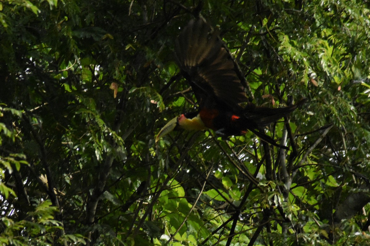 Red-breasted Toucan - ML197289081