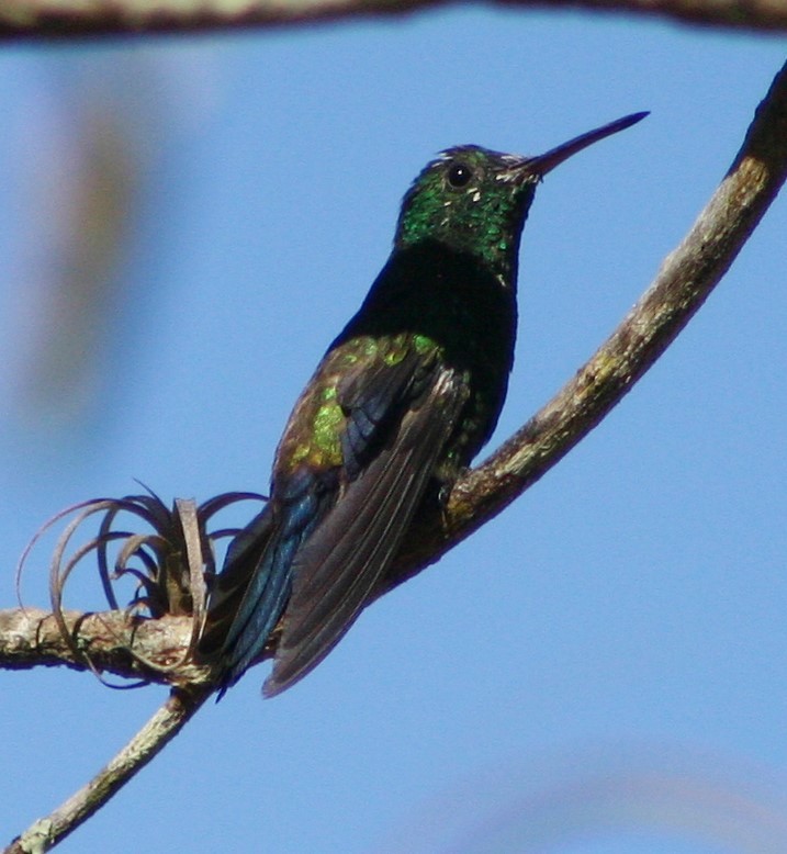Blue-vented Hummingbird - Mark Hughes