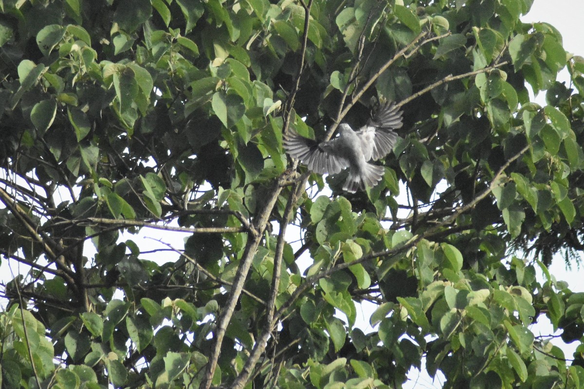 Black-tailed Tityra - ADRIAN GRILLI