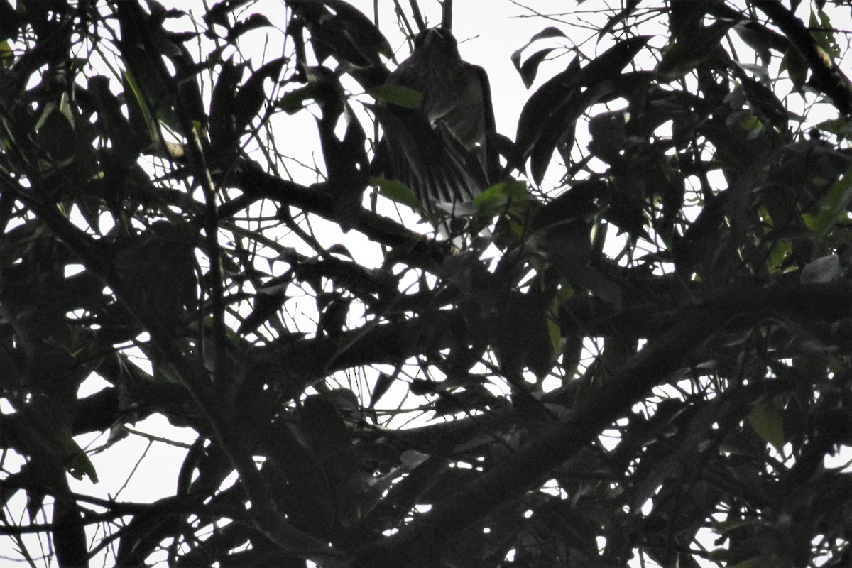 Black-tailed Tityra - ADRIAN GRILLI