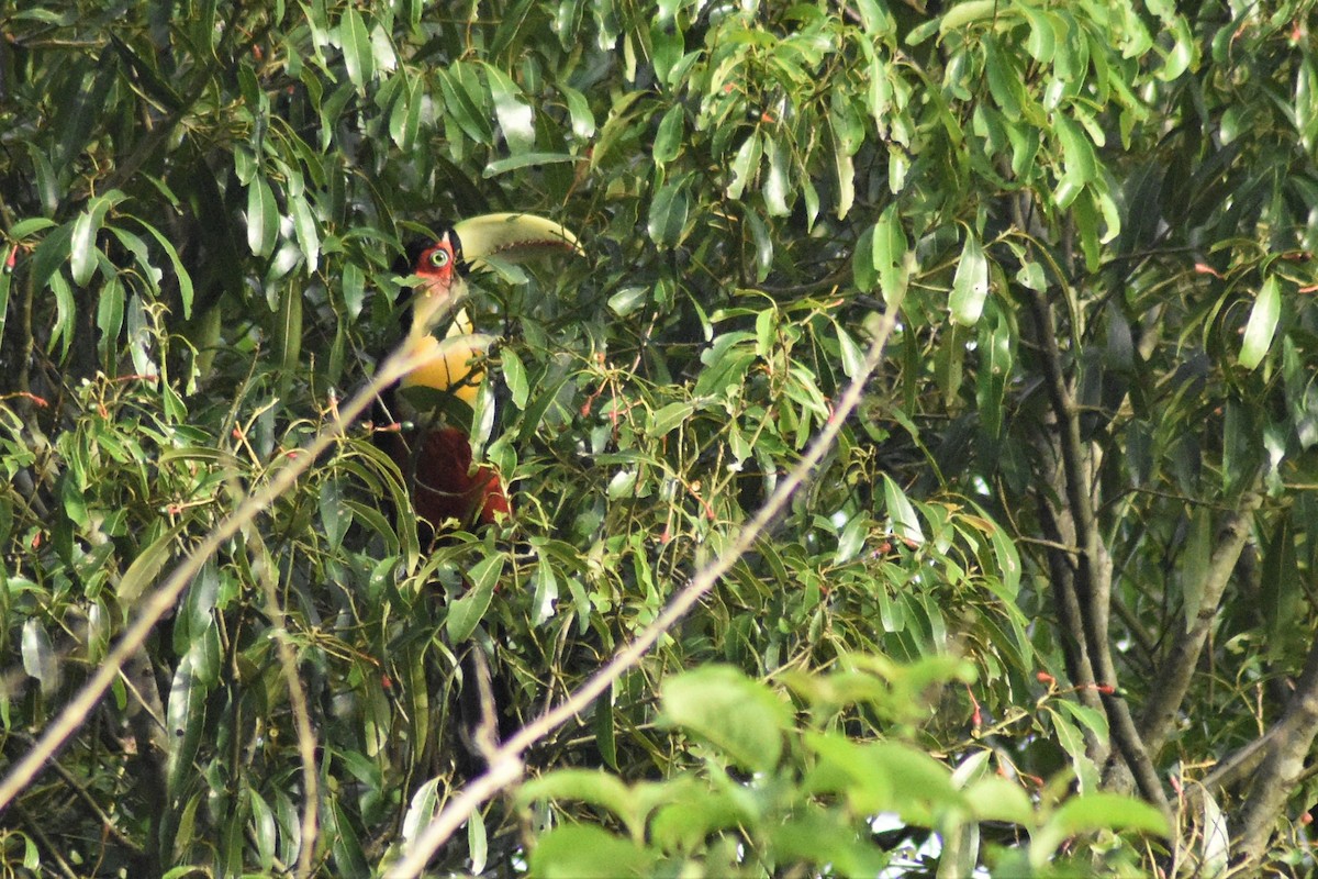 Red-breasted Toucan - ML197290181