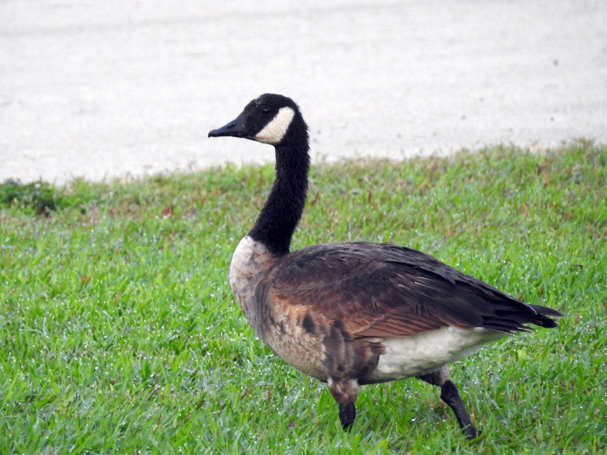 Canada Goose - ML197290611