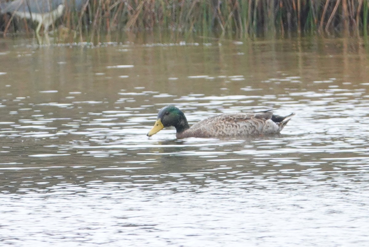 Mallard - deborah grimes