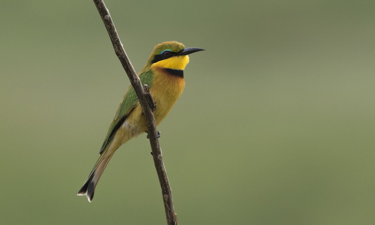 Little Bee-eater - Zak Pohlen