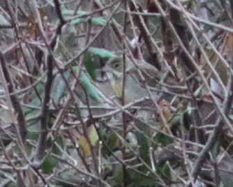 Dickcissel - ML197293941