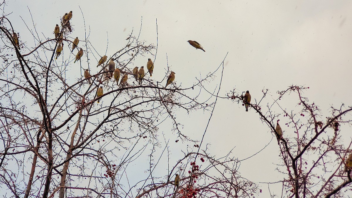 Cedar Waxwing - ML197294061