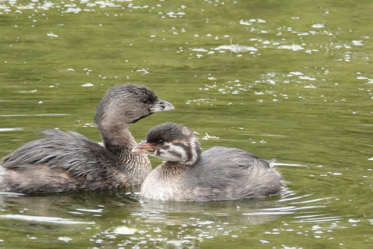 Pied-billed Grebe - deborah grimes