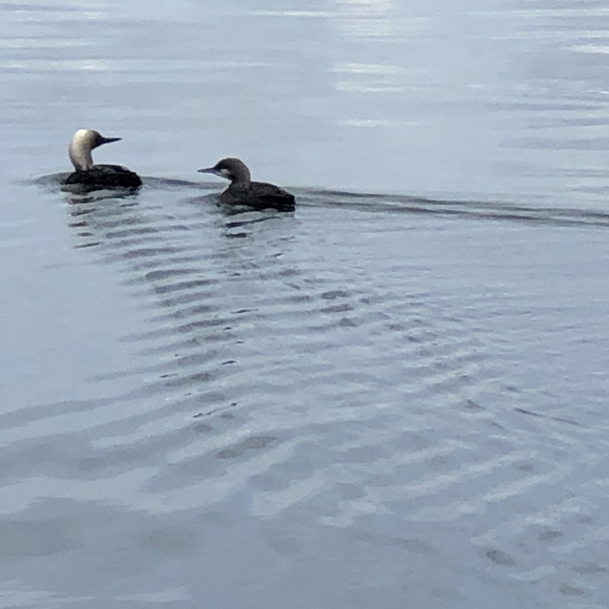 Pacific Loon - ML197301721