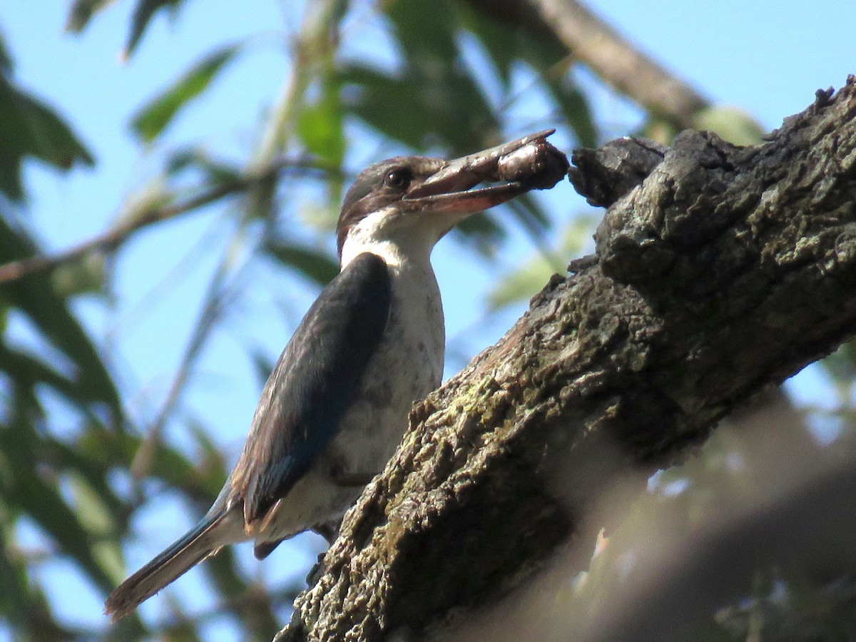 Torresian Kingfisher - ML197302371