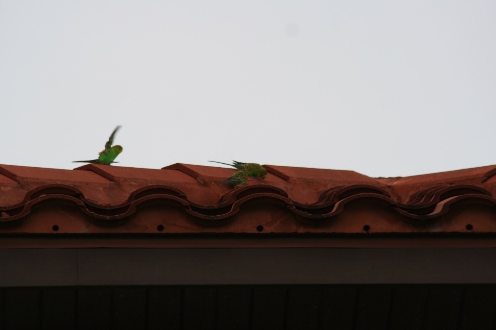 Budgerigar - ML197302971