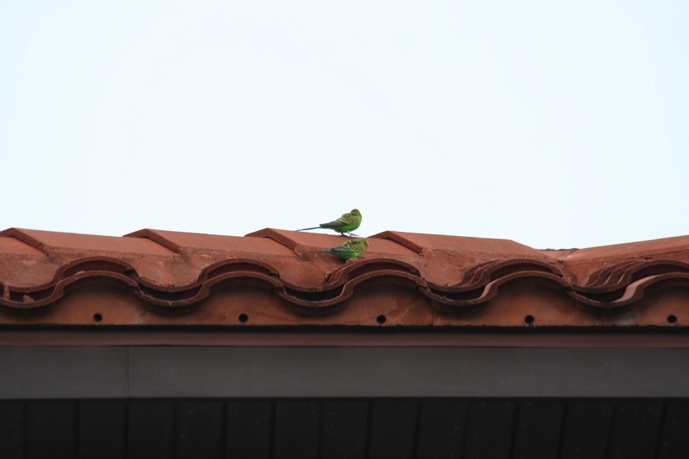 Budgerigar - ML197302981