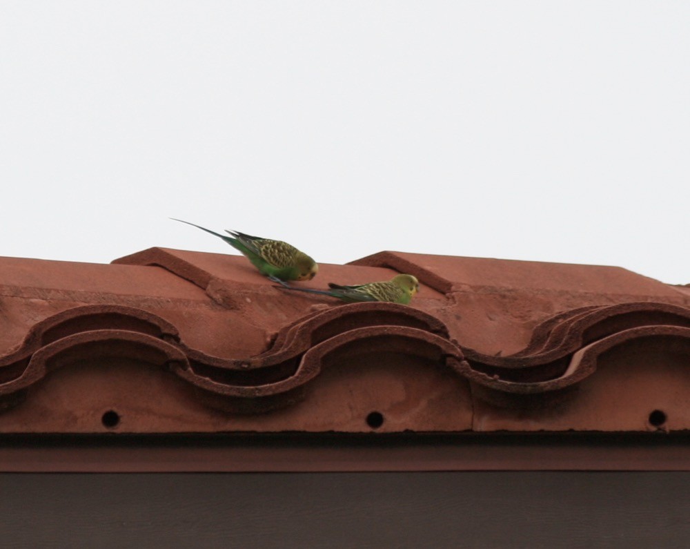 Budgerigar - ML197302991